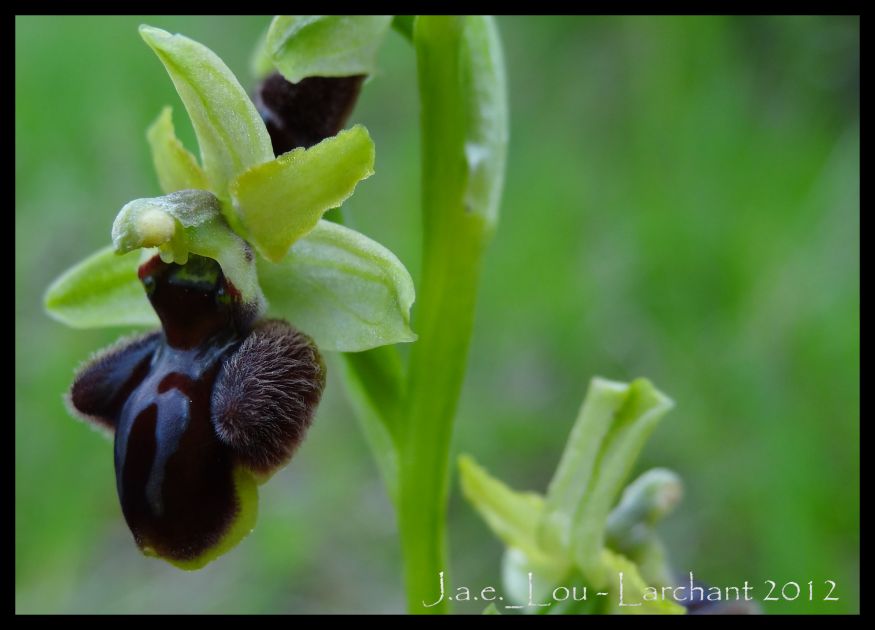 Ophrys aranifera subsp. aranifera - Ophrys araignée #3